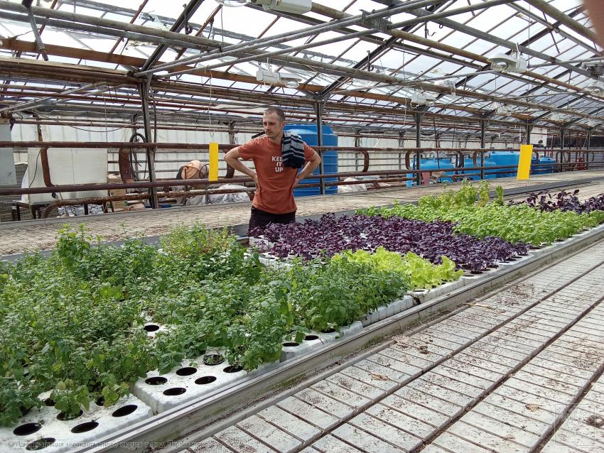 теплица по выращиванию зелени и рассады