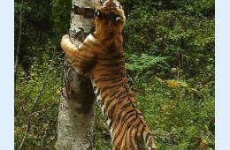 21.08.2023 Собираясь по грибы – помните о диких животных | Администрация муниципального округа город Партизанск Приморского края Официальный сайт