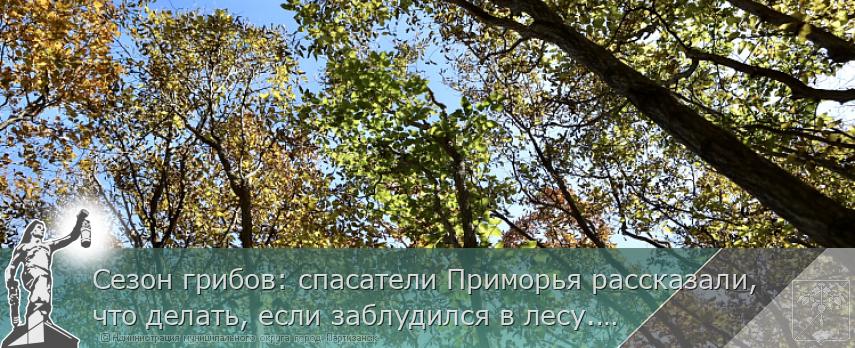 Сезон грибов: спасатели Приморья рассказали, что делать, если заблудился в лесу. ПАМЯТКА | Администрация муниципального округа город Партизанск Приморского края Официальный сайт