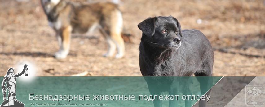 Безнадзорные животные подлежат отлову | Администрация муниципального округа город Партизанск Приморского края Официальный сайт