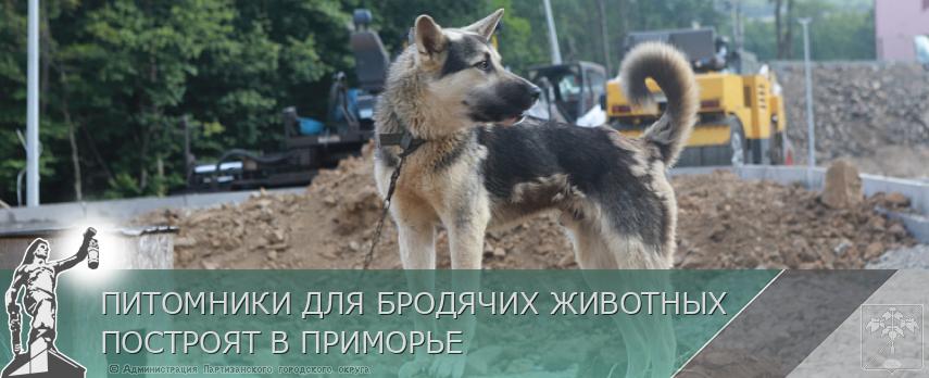 ПИТОМНИКИ ДЛЯ БРОДЯЧИХ ЖИВОТНЫХ ПОСТРОЯТ В ПРИМОРЬЕ | Администрация муниципального округа город Партизанск Приморского края Официальный сайт ПИТОМНИКИ ДЛЯ БРОДЯЧИХ ЖИВОТНЫХ ПОСТРОЯТ В ПРИМОРЬЕ | Администрация муниципального округа город Партизанск Приморского края Официальный сайт