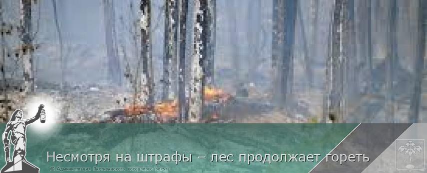 Несмотря на штрафы – лес продолжает гореть | Администрация муниципального округа город Партизанск Приморского края Официальный сайт