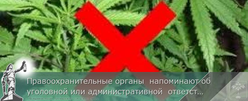Правоохранительные органы  напоминают об уголовной или административной  ответственности за  незаконное культивирование наркосодержащих растений. | Администрация муниципального округа город Партизанск Приморского края Официальный сайт