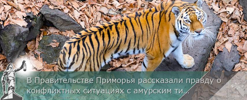 В Правительстве Приморья рассказали правду о конфликтных ситуациях с амурским тигром, сообщает www.primorsky.ru | Администрация муниципального округа город Партизанск Приморского края Официальный сайт