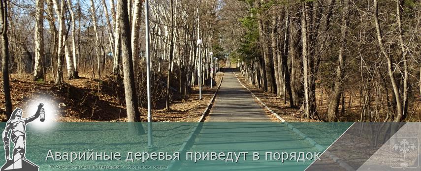 Аварийные деревья приведут в порядок | Администрация муниципального округа город Партизанск Приморского края Официальный сайт